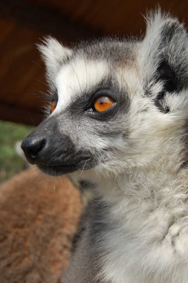 Katta im "Hangzhou Safaripark".