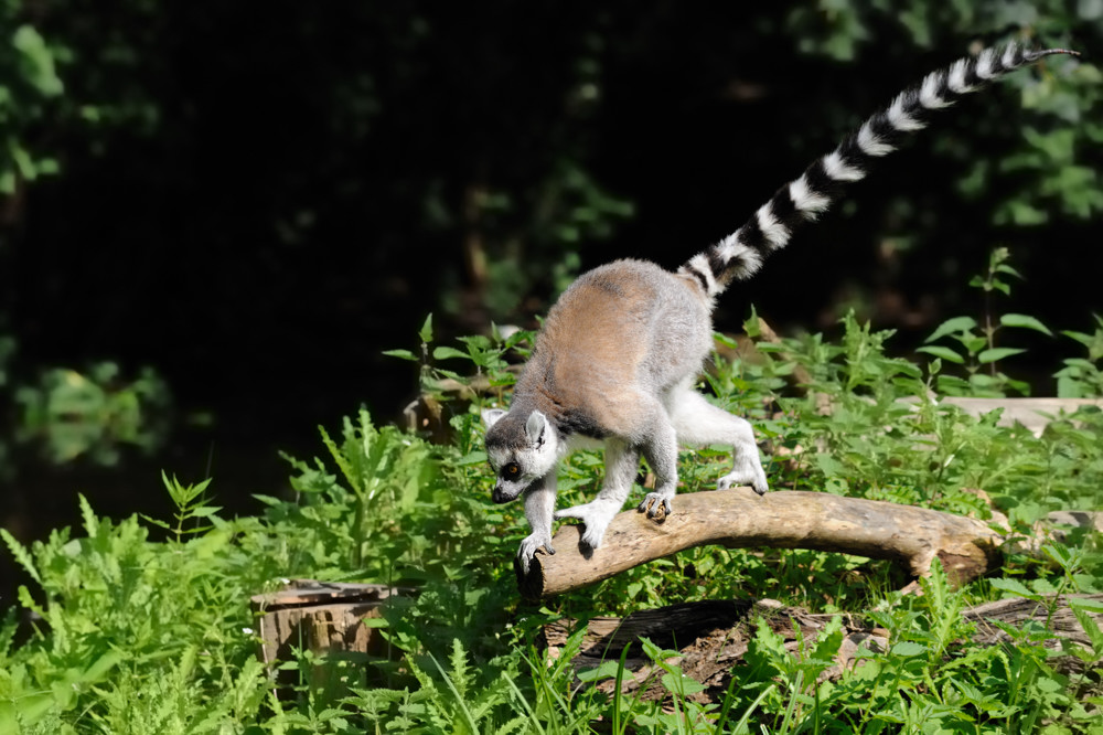 Katta (Maki)
Tierpark Berlin Friedrichsfelde