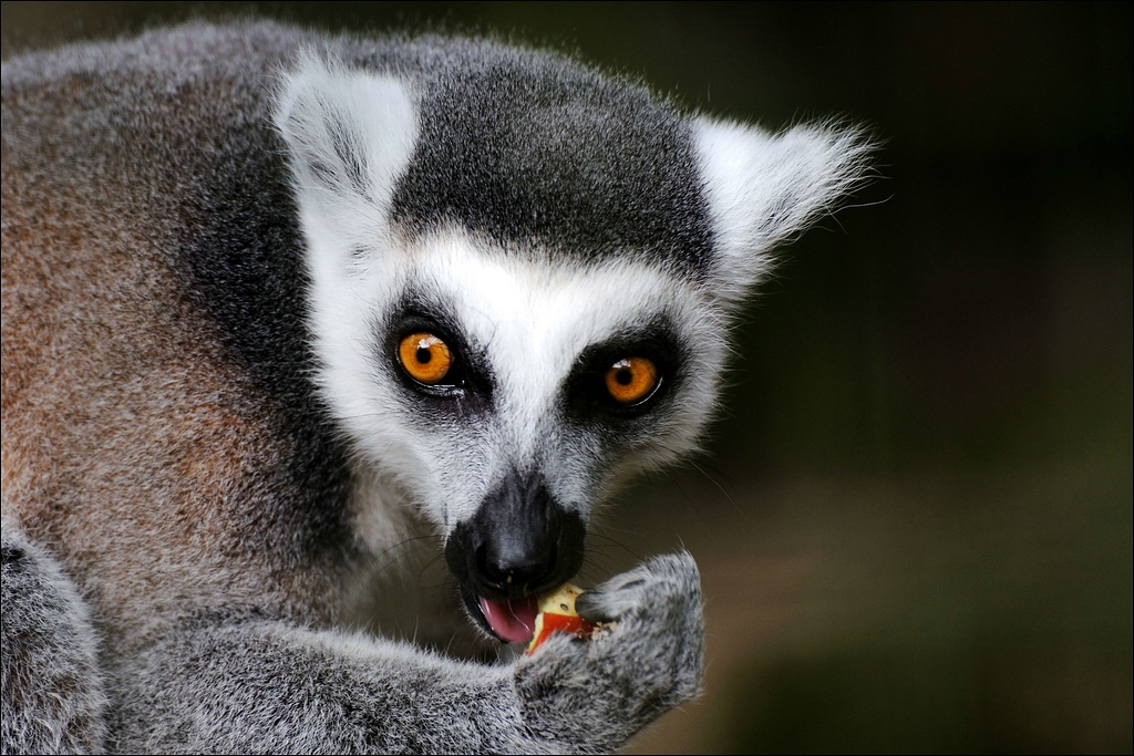 Katta - Tierpark Rheine 08 / 2009