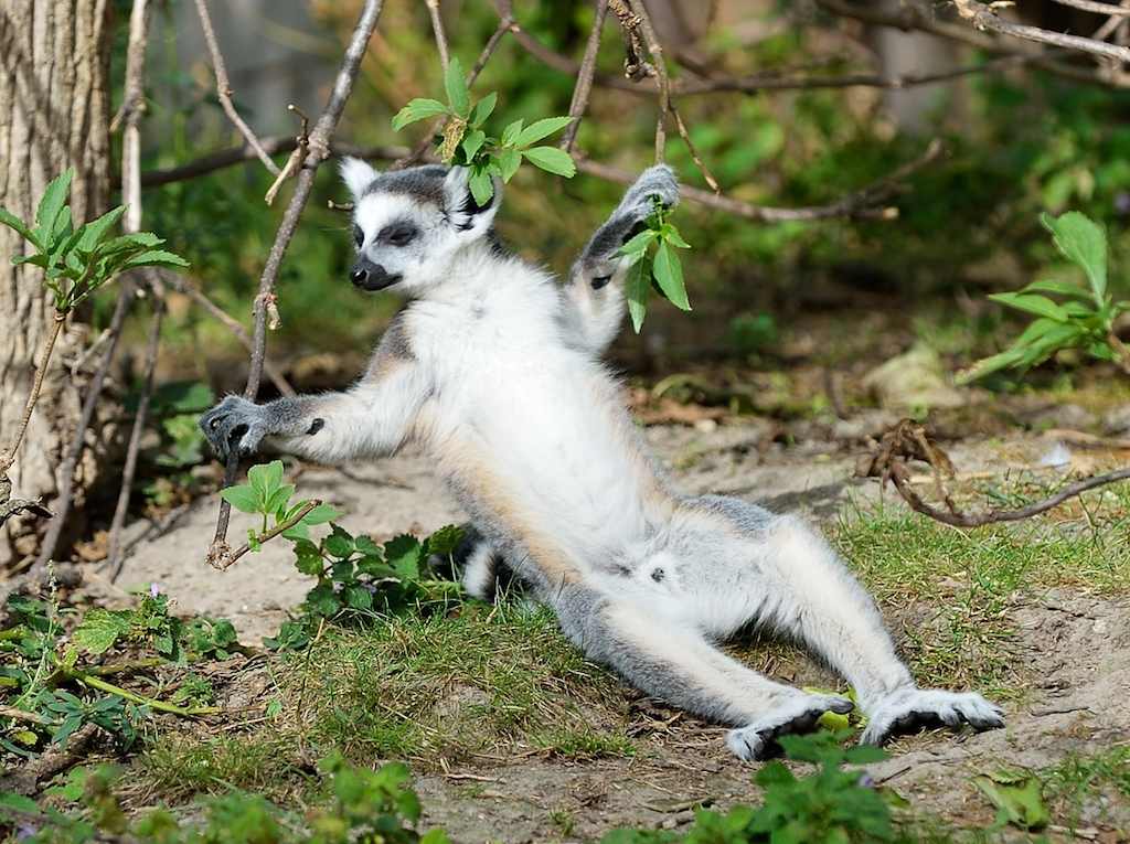 Katta