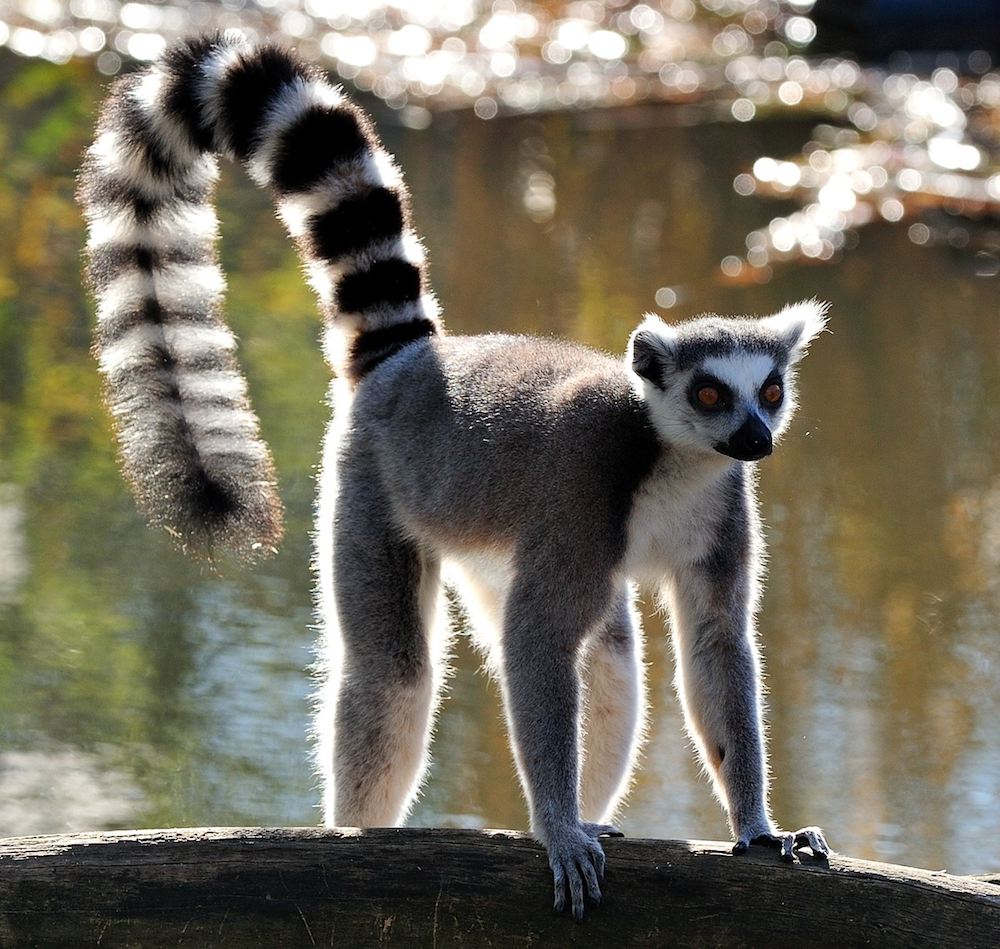 Katta