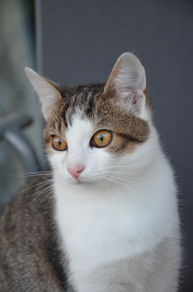 Katze 001.1000.240.oK