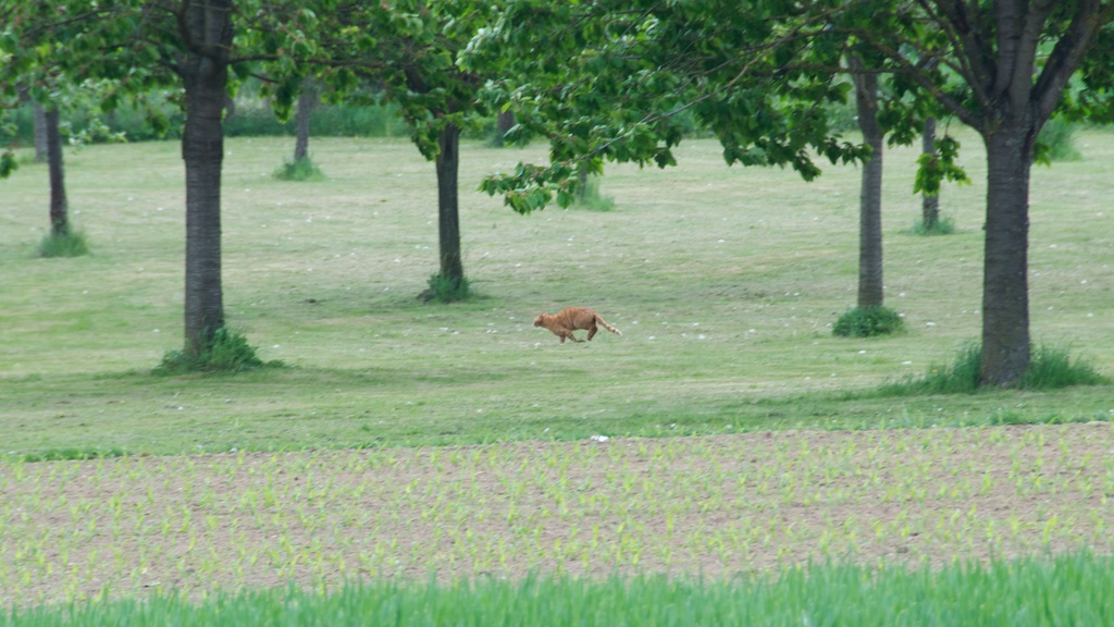 Katze (1)