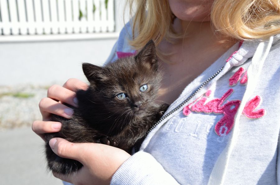 Katze (1)
