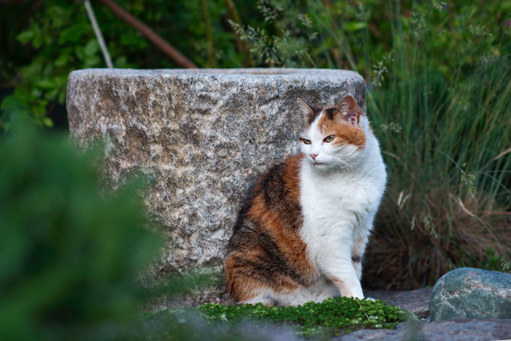 Katze (105 f/2.8)