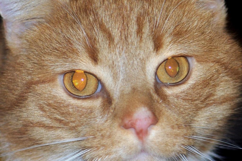 Katze 1434 2