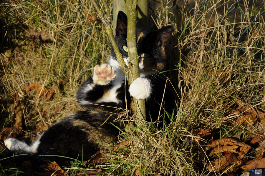 Katze(2)