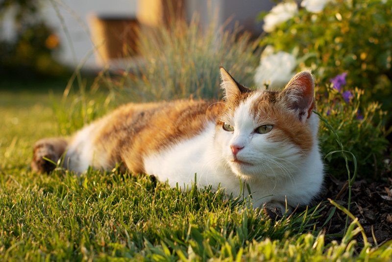 Katze 2