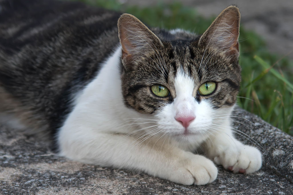 katze 20150803