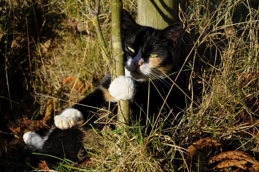 Katze(4)