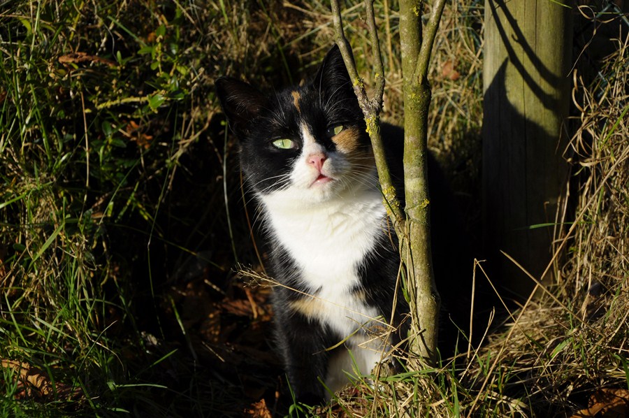 Katze(5)