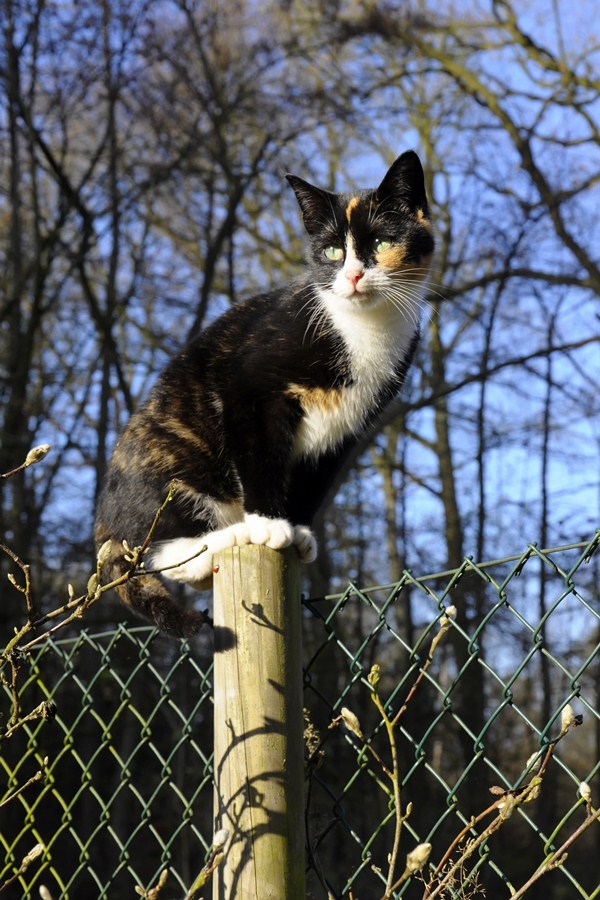 Katze(8)