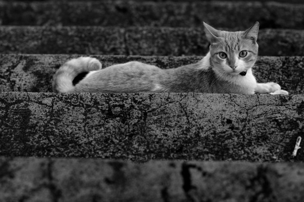 Katze 85 2,8 sw