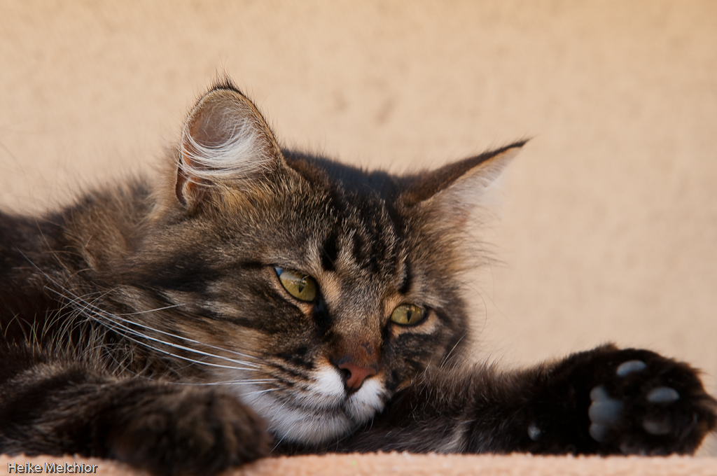 Katze  8712