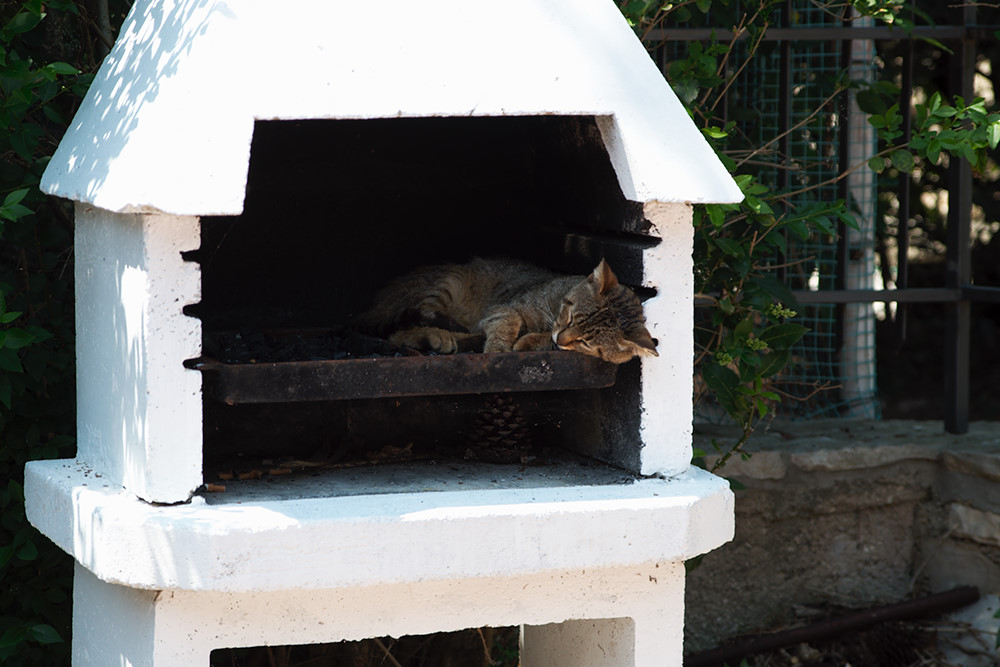 Katze (am Griller)