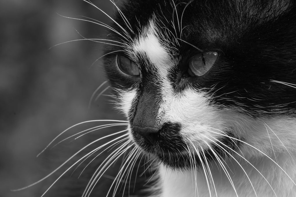 katze azoren
