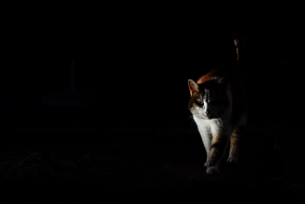 Katze bei Nacht