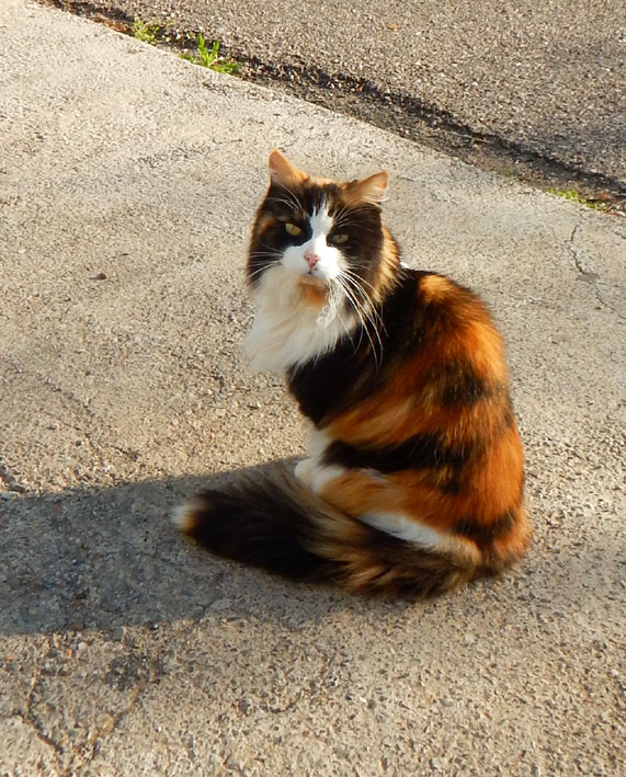 Katze.C
