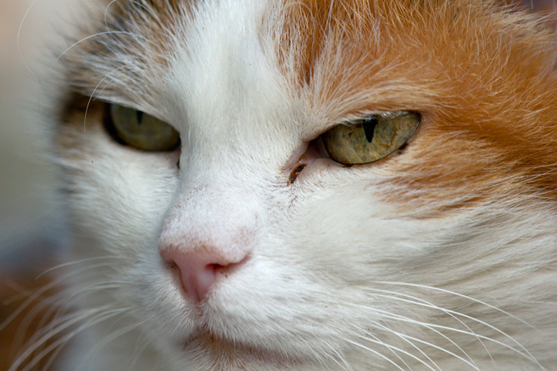 Katze (close-up)