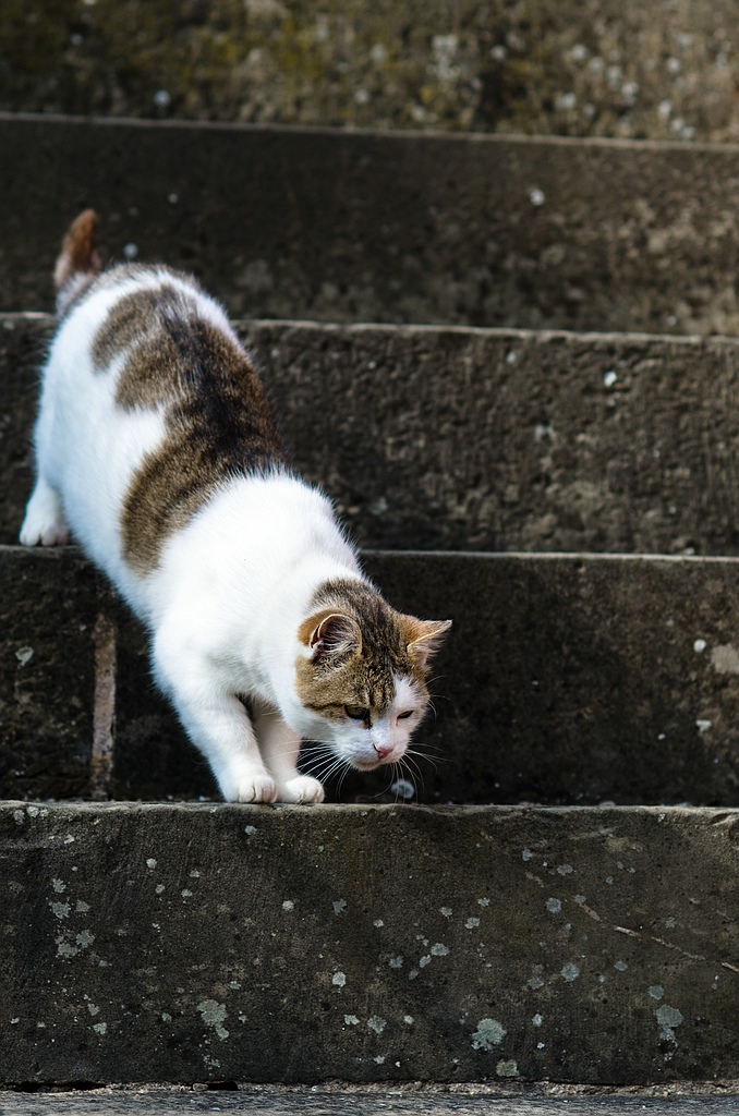 katze DSC 3620
