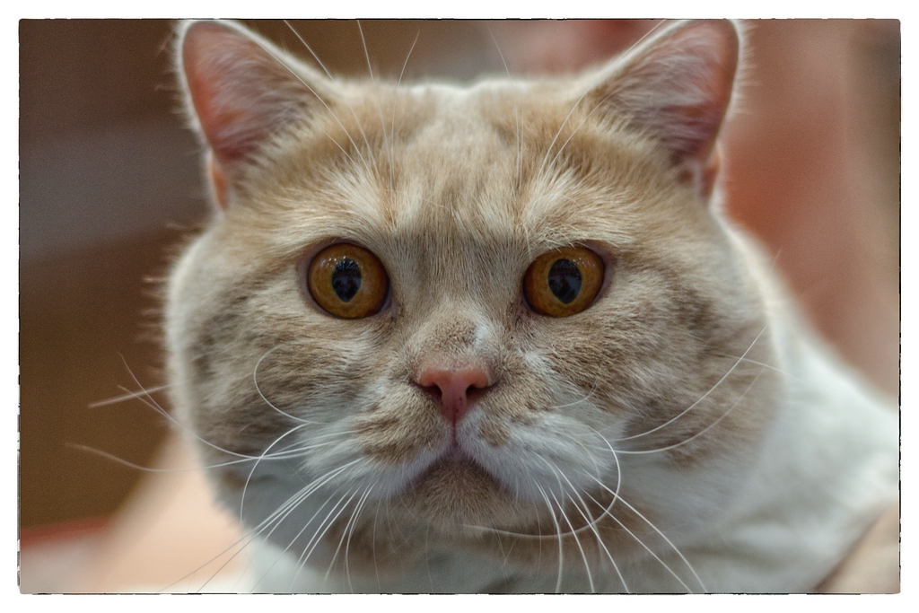 Katze DSC 5212