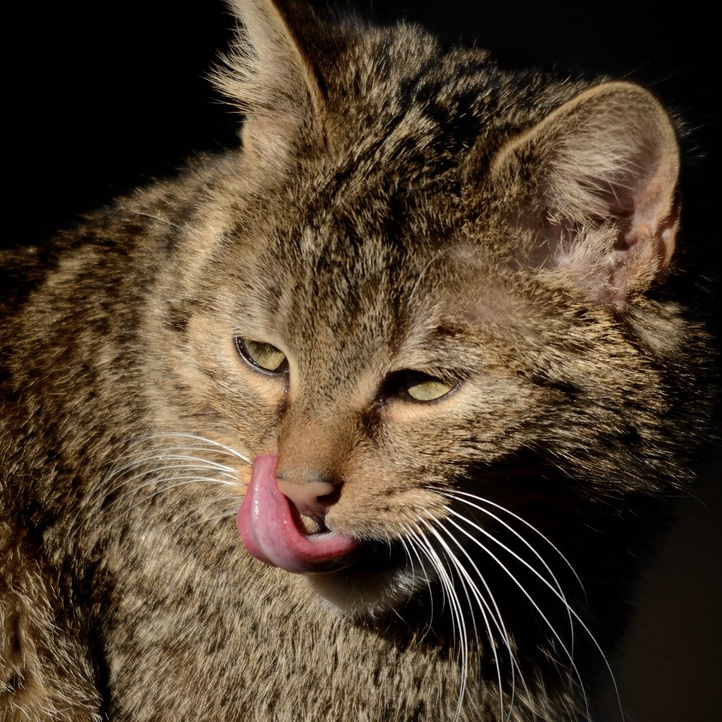 Katze DSC 8102