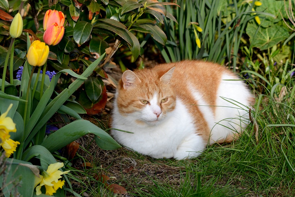 Katze DSC 9116