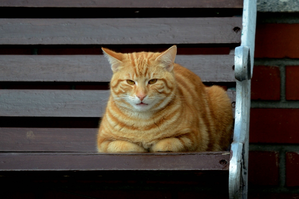 Katze DSC 9117