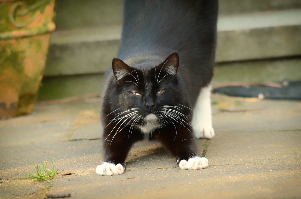 Katze DSC 9119