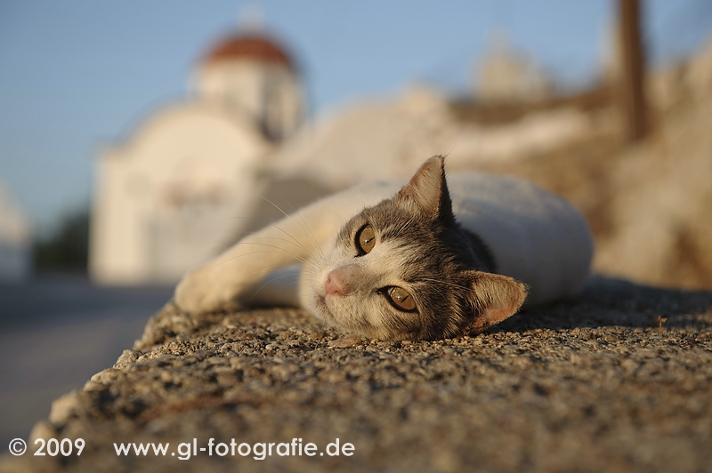 Katze im Abendlicht