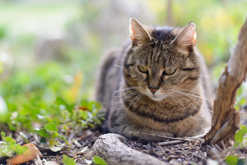 Katze im Garten, April '12