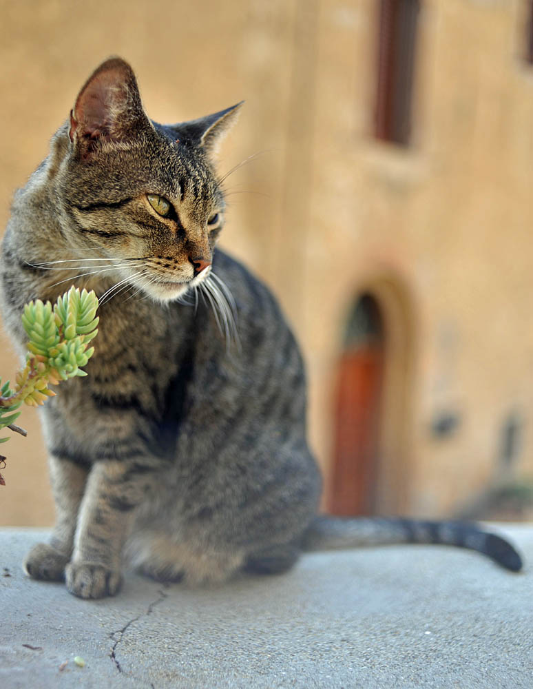 Katze in Volterra - mit 35er fotografiert
