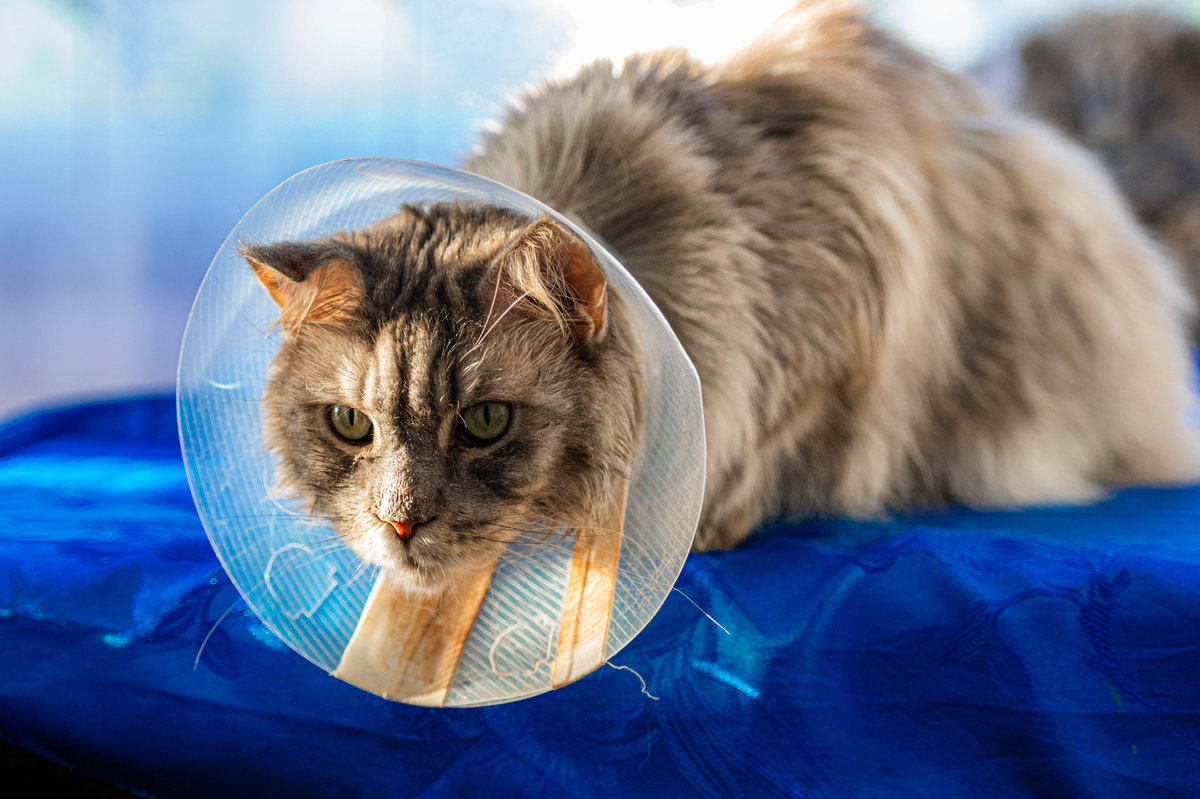 Katze mit Trichter