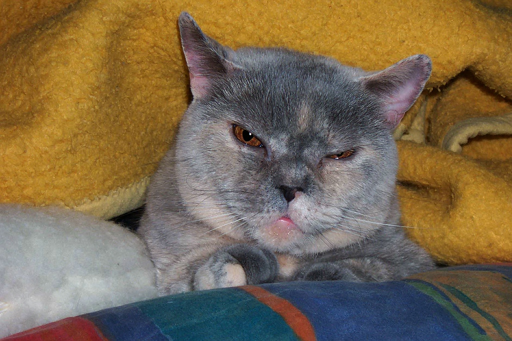 Katze Nancy 2
