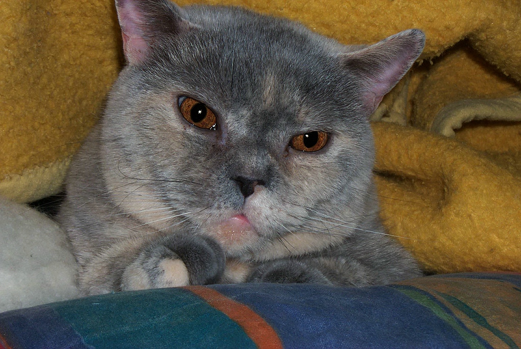 Katze Nancy 5