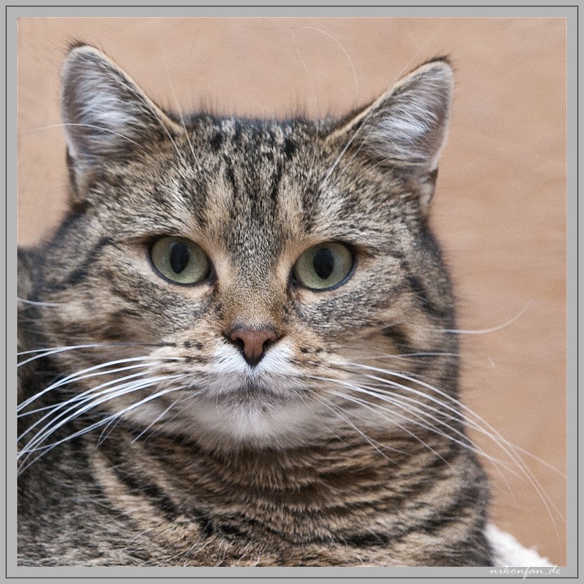 Katze Porträt