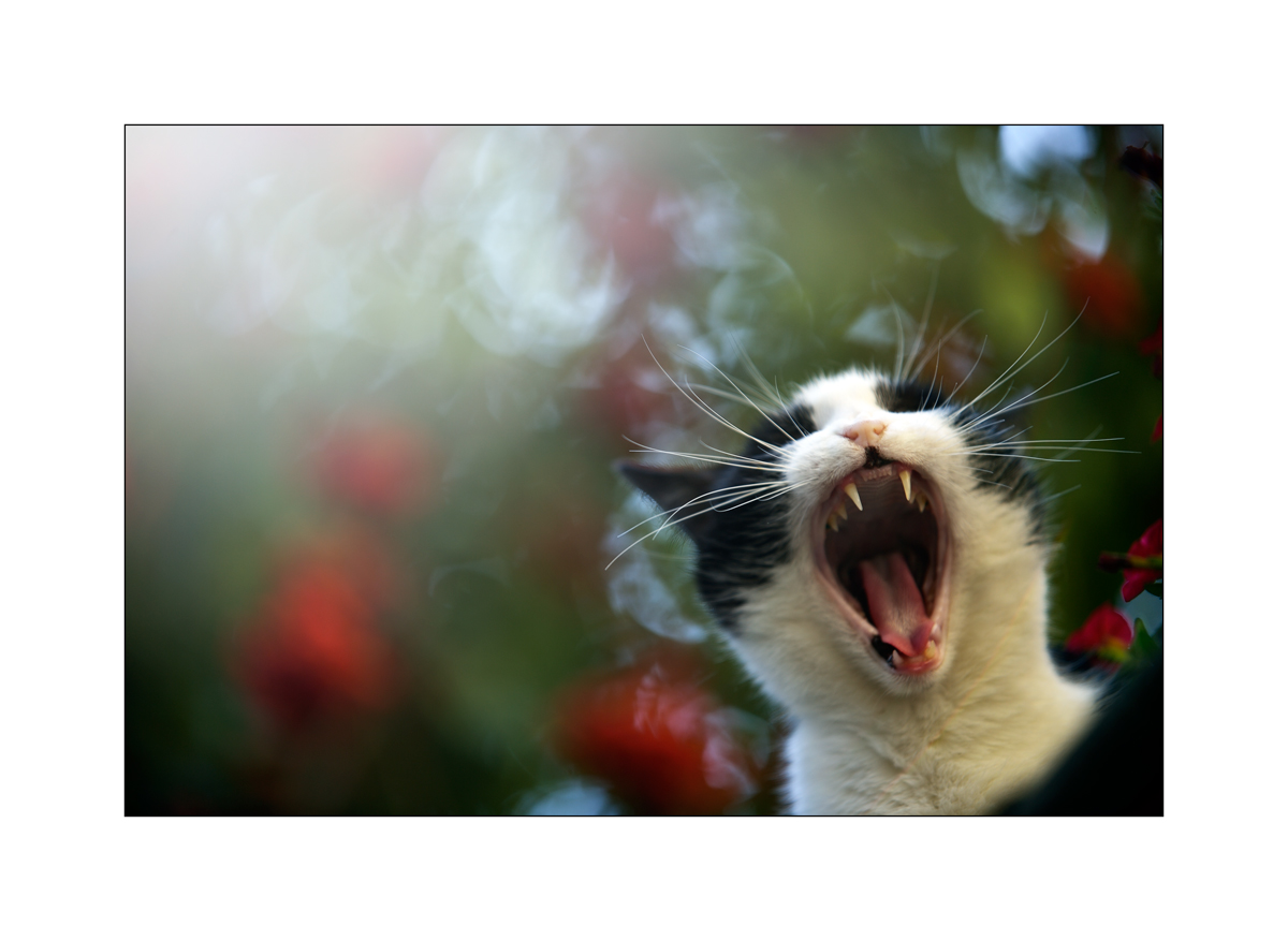 Katze PZ13564