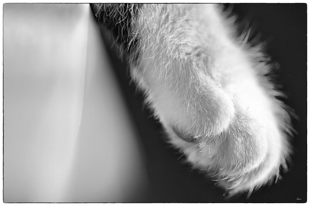 Katze PZ15347