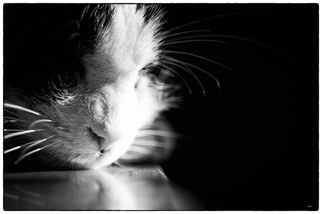 Katze PZ15348