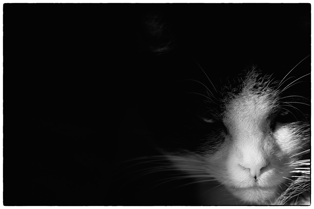 Katze PZ15745