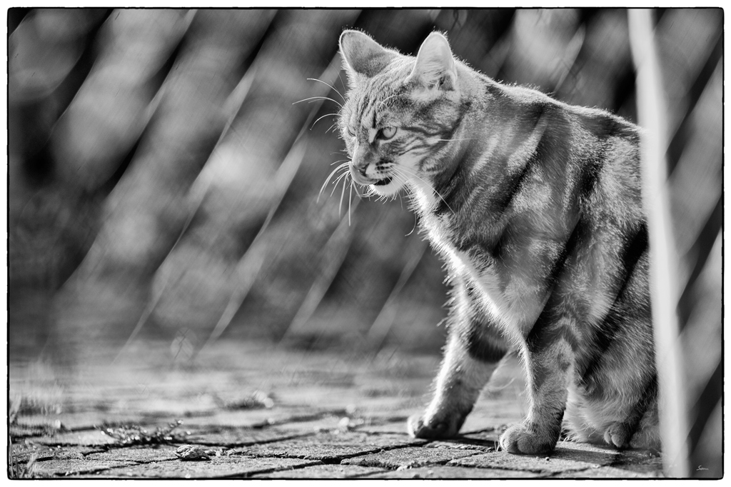 Katze PZ16766