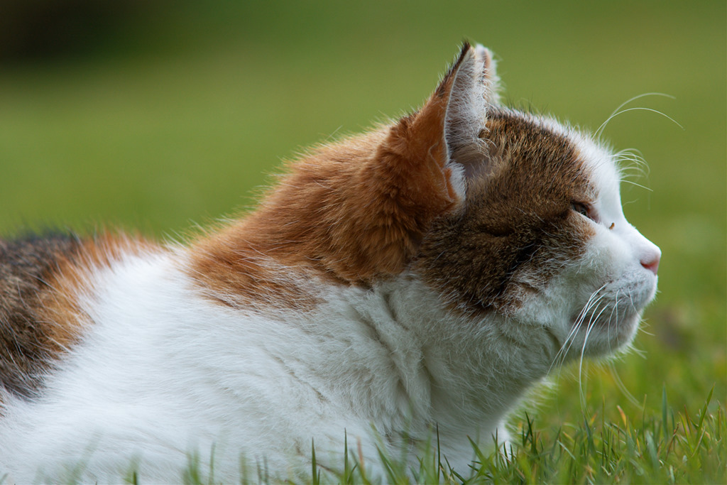 Katze (Seitenansicht)