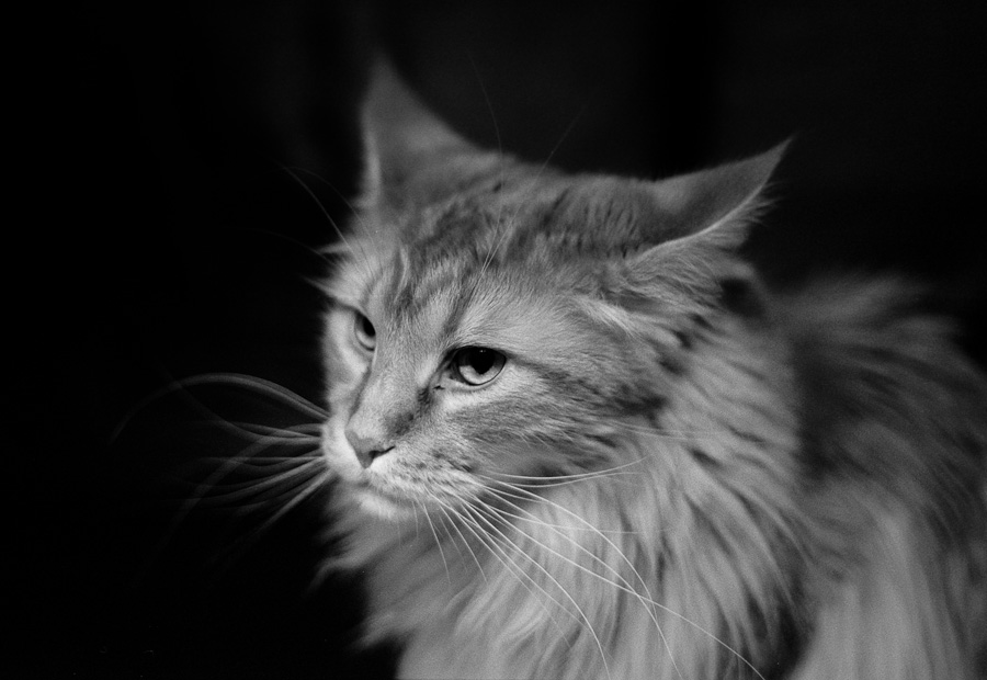 katze sw 0002 edited Edit