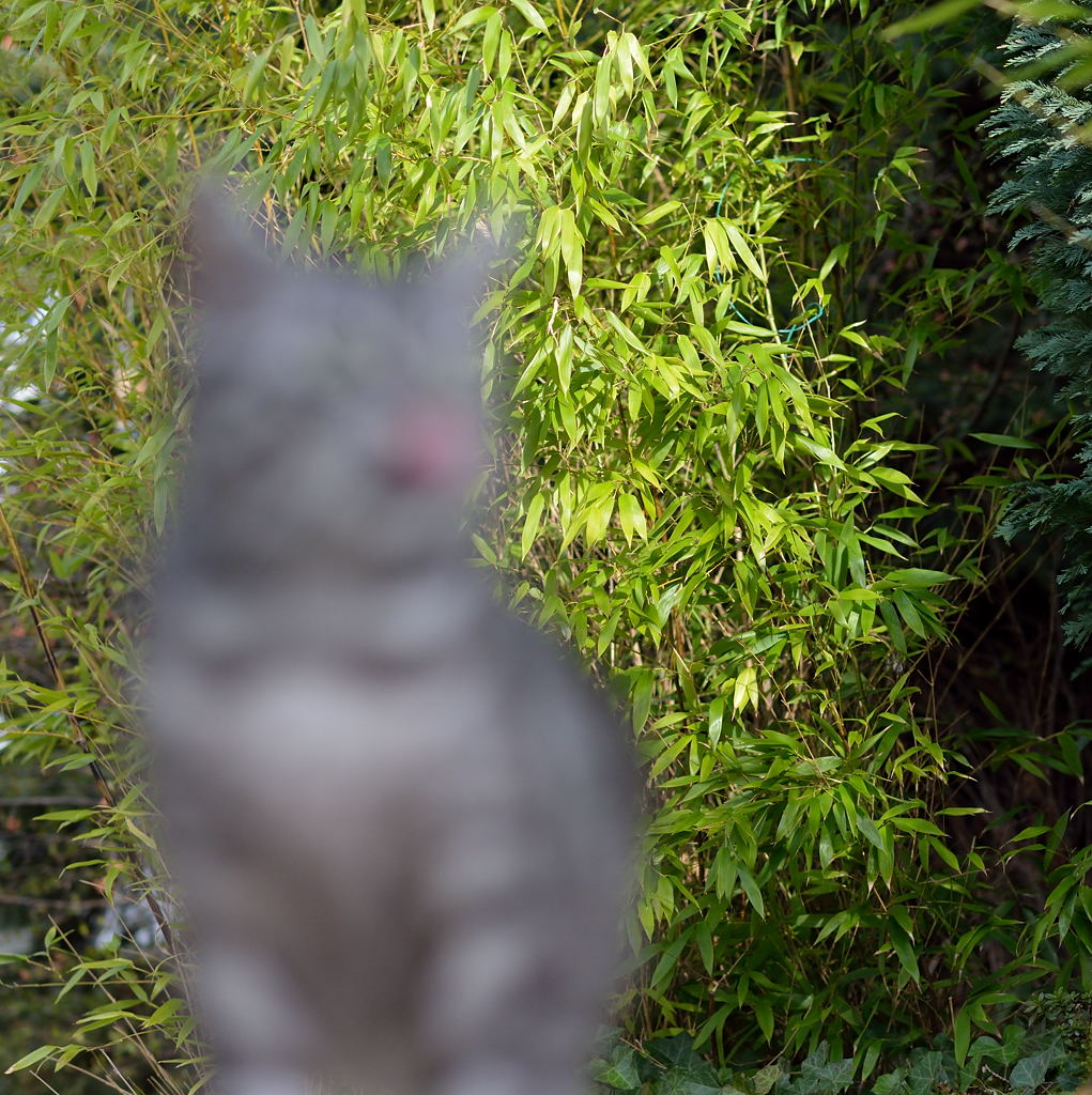 katze unscharf