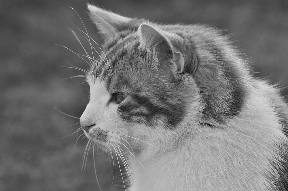 Katze