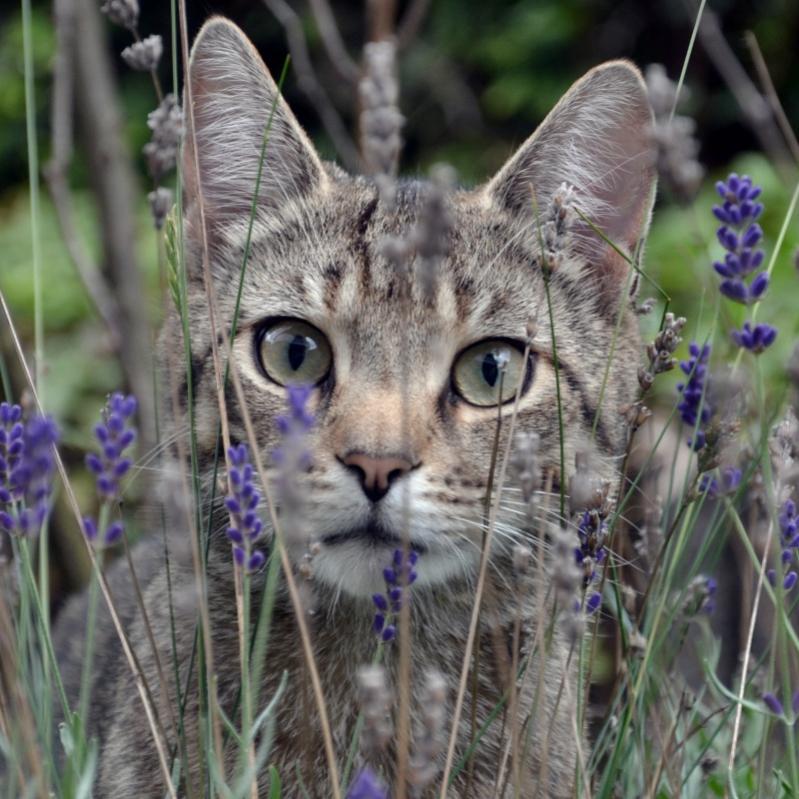 Katze