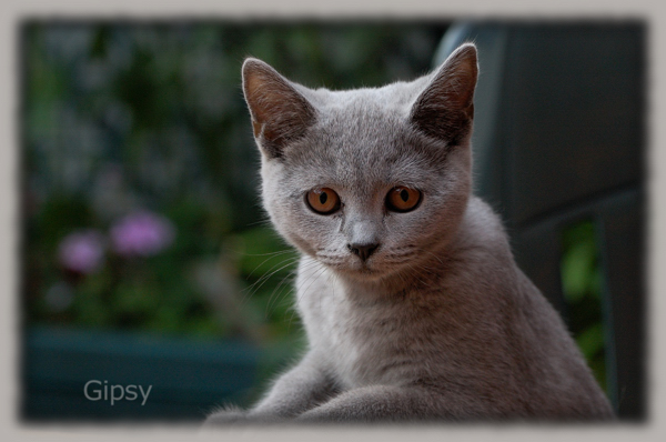 Katze
