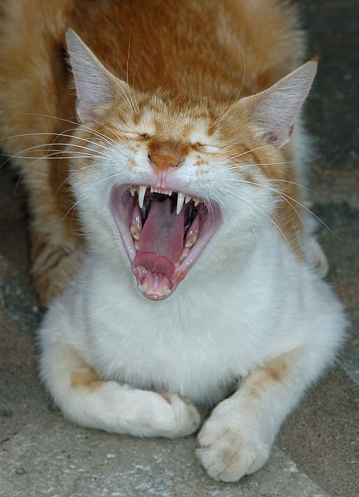 Katze