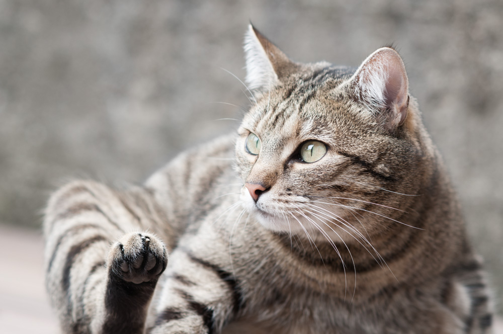 Katze