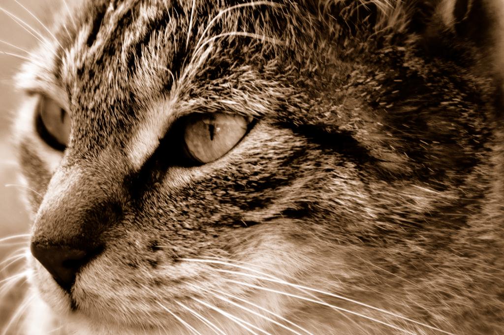 Katze